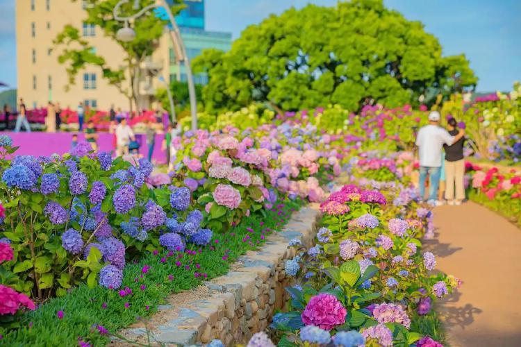 장생포 수국축제 일정, 이렇게 아름다운 곳이 있다고, 진짜 궁금하지 않으세요