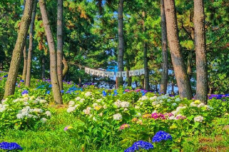 울산 수국축제