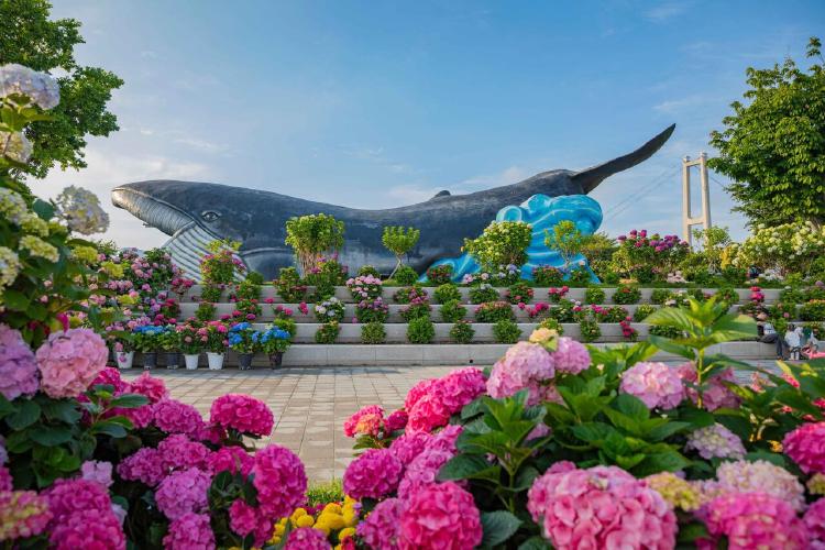 울산 수국축제