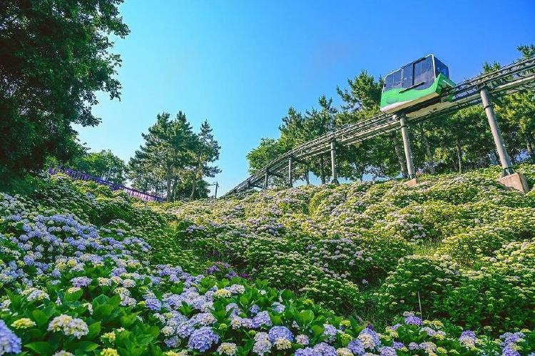 울산 수국축제