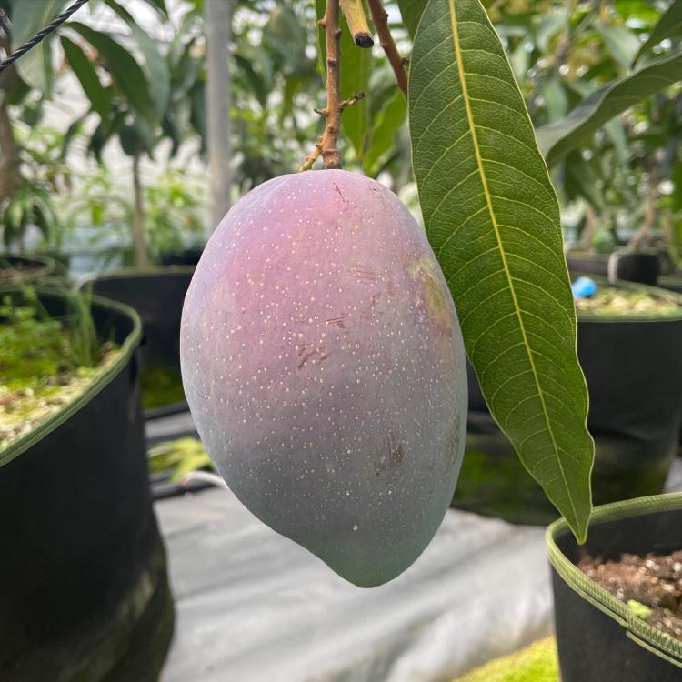 애플망고 묘목 심는 시기, 인천서도 3년 만 열매 딴 비법