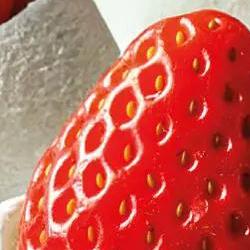 애슐리 딸기축제 2026 예약, 웨이팅 없이 먹는 비밀 방법 대공개