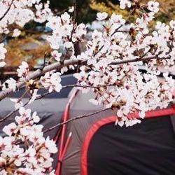 벚꽃 캠핑장 충북, 성수기 예약 대란 피하는 꿀팁 공개