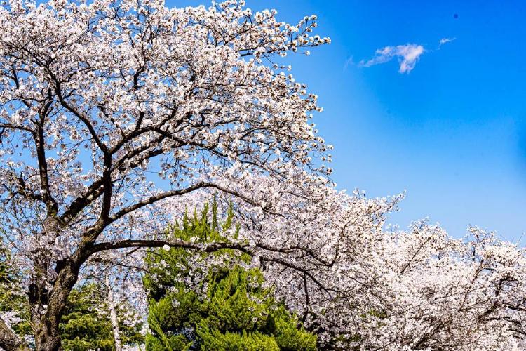 대전 벚꽃 개화 언제 터질까, 평년보다 일주일 빠르다는데?