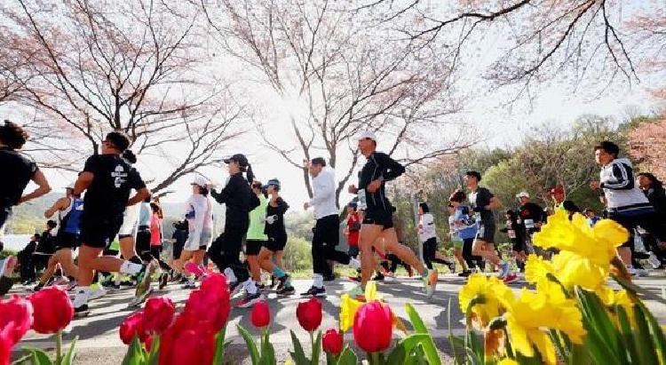 대전 벚꽃마라톤