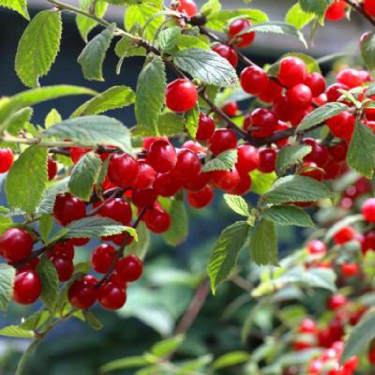 대림원예종묘 묘목, 2026 봄 필수 자가수정 체리 대박