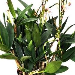 긴기아난 분갈이 방법, 실패 확률 0% 성공 비법 공개