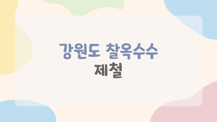 강원도 찰옥수수 제철