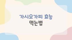 가시오가피 효능 먹는법, 피로 싹 사라지는 비밀 공개!