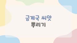 금계국 씨앗 뿌리기, 초보자도 10일 만에 싹트는 비밀