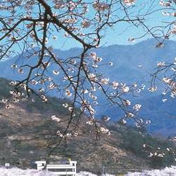 하동 벚꽃 개화시기, 올해는 3월말 터진다?