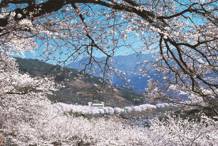 하동 벚꽃 개화시기, 올해는 3월말 터진다?