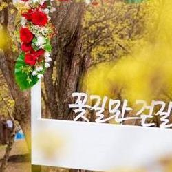 산수유축제 이천, 2026 꽃만발 타이밍 놓치면 후회!