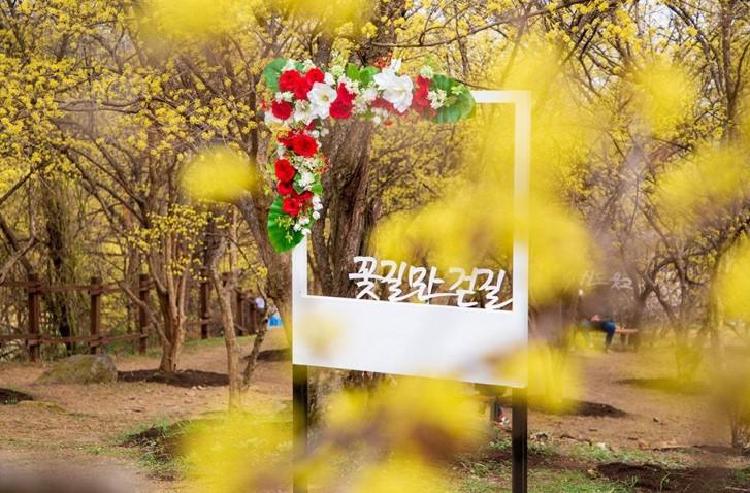 산수유축제 이천, 2026 꽃만발 타이밍 놓치면 후회!