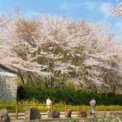 제주도 벚꽃 명소, 2026년 진짜 핫플 터널에서 꽃비 샤워 받았어요