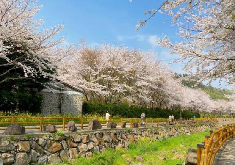 제주도 벚꽃 명소, 2026년 진짜 핫플 터널에서 꽃비 샤워 받았어요