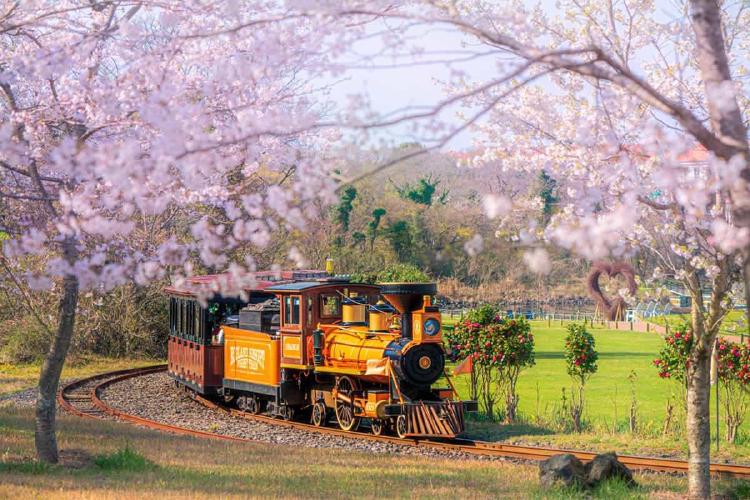 제주도 벚꽃 시기 언제가 딱? 올해만 알면 후회없는 여행 꿀팁