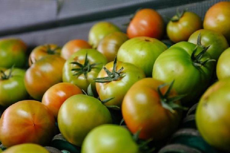 짭짤이토마토 칼로리, 먹어도 2kg 빠지는 충격 후기