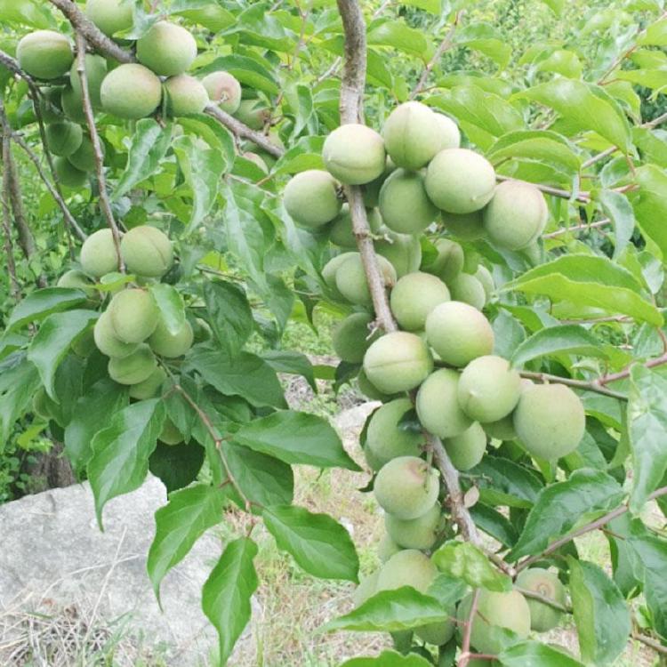 매실나무 가지치기 시기, 올해 늦으면 매실 다 떨어져요!