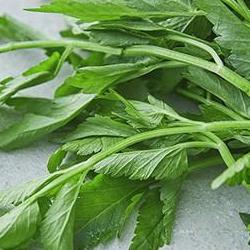 미나리 효능 변비, 2주 만에 뚫린 내 장 이야기