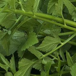 미나리 효능 숙취, 다음 날 지옥 안녕! 과학이 증명한 비밀