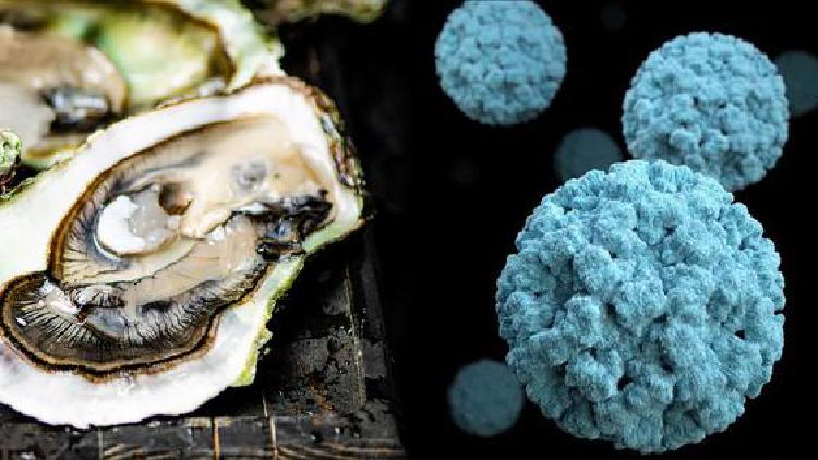 노로바이러스 증상 기간, 겨울철 배탈 3일 고생 끝? 진짜 위험은 따로 있어