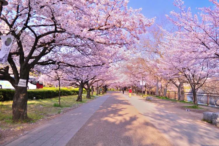 오사카 3월 축제, 평범한 3월이 왜 지금 핫한 여행지?