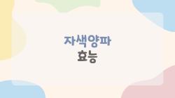 자색양파 효능 충격, 일반양파 3배 항산화로 피부 반전