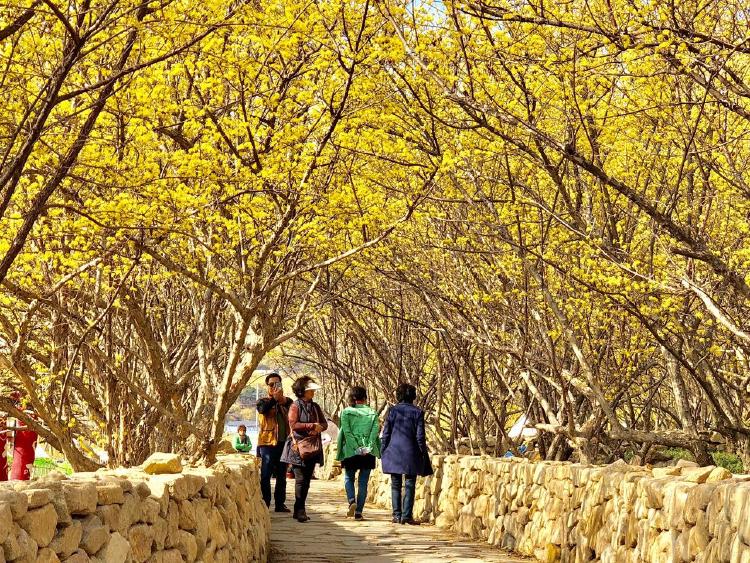 산수유축제, 올해 절정 언제? 미리 잡아야 후회없는 팁