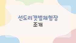 선도리갯벌체험장 조개, 물때 딱 맞추면 대박 터지는 채취 꿀팁