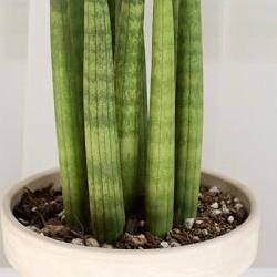 스투키 키우기 온도, 겨울 10도 아래 망한 내 스투키 살려낸 비법