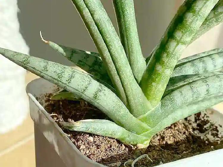 스투키 키우기 번식방법, 죽은 놈도 부활시킨 초보자 비법