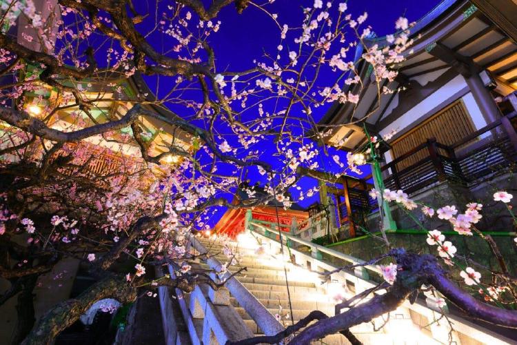 도쿄 3월 축제, 벚꽃 폭발 직전 숨겨진 보석들!