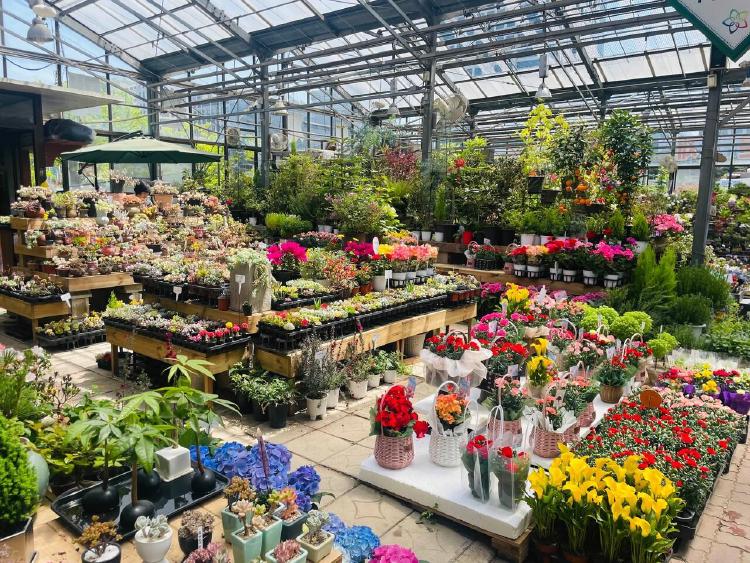 양재 꽃시장 가격, 물가 폭등 속에도 30% 저렴하다고?